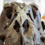Museo Gemmellaro: Tesori della Terra Svelati