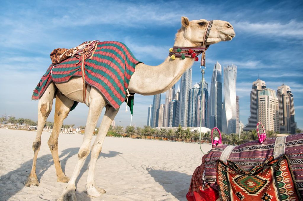 Museo del futuro Dubai