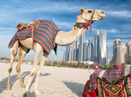 Museo del futuro Dubai