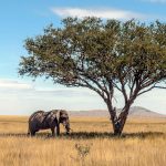 Tanzania: Quando Scoprire il Cuore Selvaggio dell’Africa